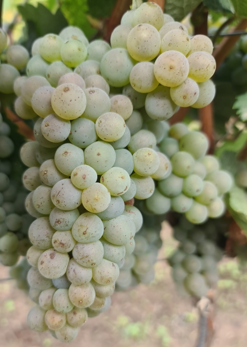 Pinot Iskra 20260901 113340